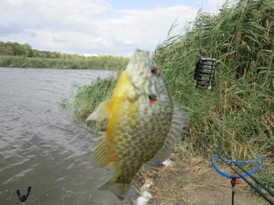 Прикрепленное изображение: IMG_0128.JPG